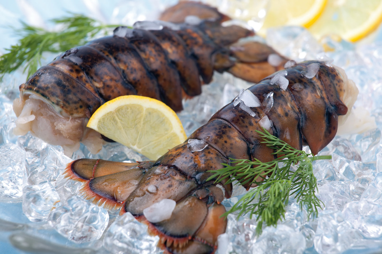 Youkon Wild Lobstertails - Premium Wild Catch