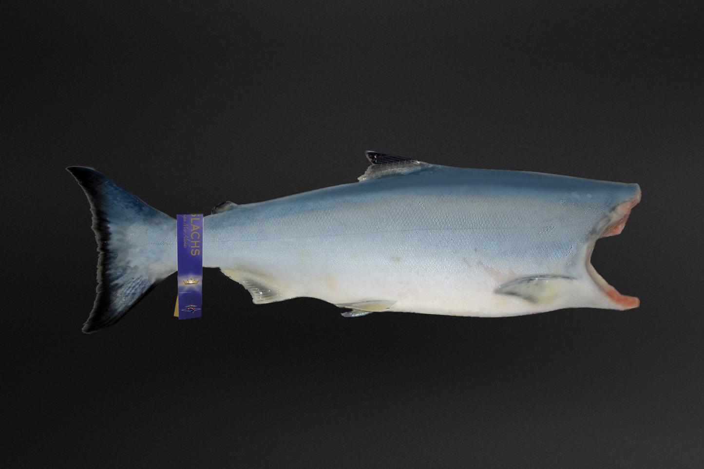 Youkon Royal Wild Salmon - Top Premium Troll - Sushi - Sashimi Quality