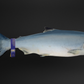 Youkon Royal Wild Salmon - Top Premium Troll - Sushi - Sashimi Quality