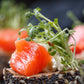 Youkon Royal Wild Salmon Filets - Top Premium Troll - Sushi - Sashimi Quality